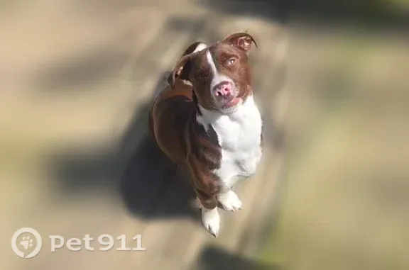 Lost dog, Cedar Place, 155, Huntington - photo