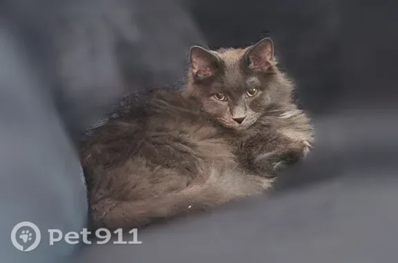 Missing cat South Milwaukee, photo: Lost cat, Blake Avenue, 619, South Milwaukee - friendly male with white patch under chin