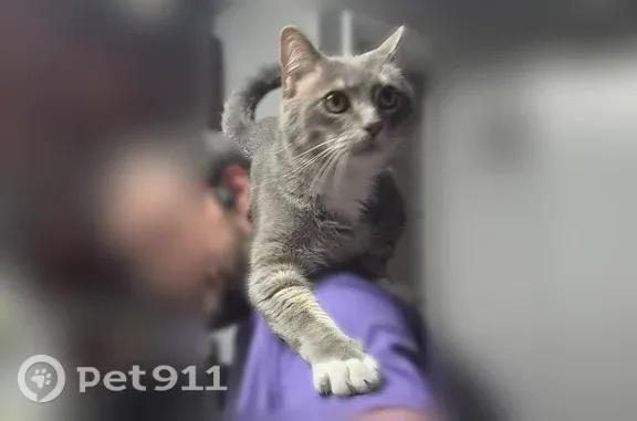 Lost cat, Birmingham Highway, 3501, Opelika - gray tabby with white chest and belly - photo