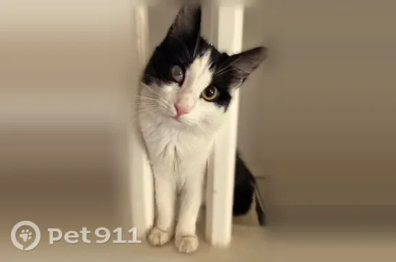 Missing cat El Paso, photo: Lost cat, Reef Sands Drive, 10800, El Paso — female, black and white, distinctive hazy eye