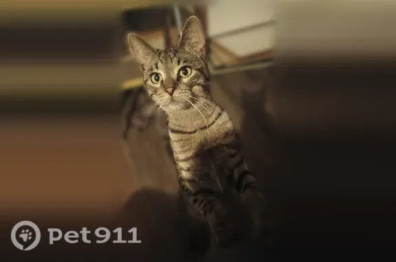 Lost cat, Terry Avenue, 1099, Detroit - white flea collar, wound on back left paw - photo