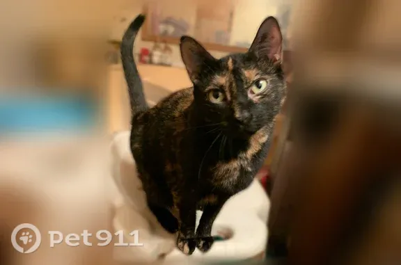 Lost cat, South Antler Trail, 1641, Jacksonville — responds to Coco or Cola - photo