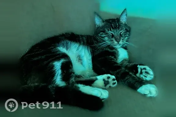 Missing cat Portland, photo: Lost cat, Billings, Montana, Portland - friendly, black back, green eyes