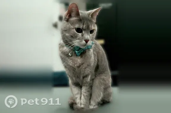 Lost cat, Maitland Court, 1628, Colorado Springs — female, very skittish - photo