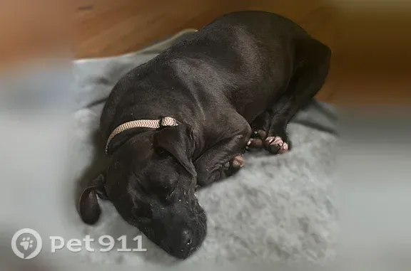 Lost dog, Hunt Road, 4119, Hillsborough - female, brown, skittish - photo