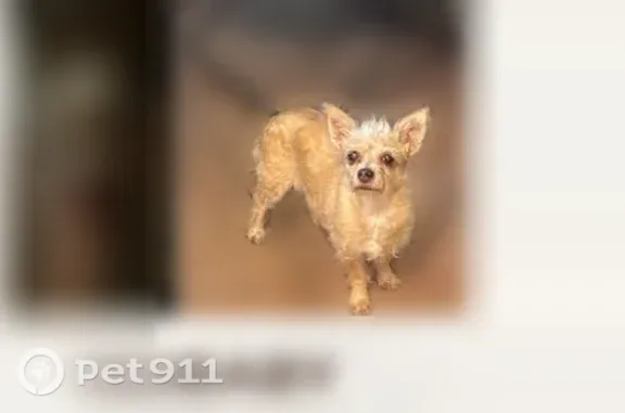 Missing dog Female, West Covina (usl545098) - photo