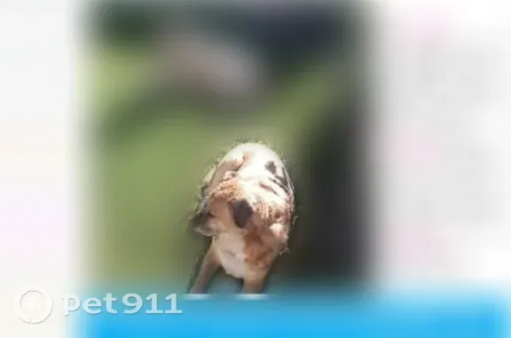 Found dog, Eubank Boulevard No...