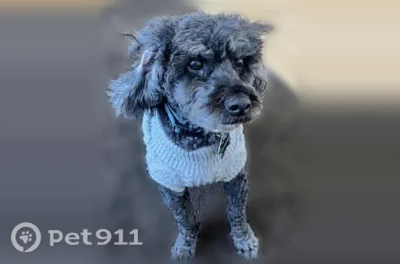 Lost dog, 2nd Street, 130, Appleton — male miniature poodle - photo