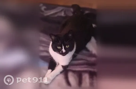 Missing cat Milwaukee, photo: Lost cat, East Hamilton Street, 1112, Milwaukee - female tuxedo, short-haired