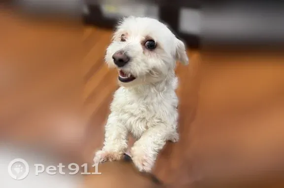 Lost dog, South Amboy, New Jersey, Arlington - small white dog - photo