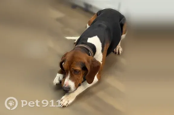 Lost dog, Flat Run Road, 27642, Danville, Chicago - male treeing walker coonhound - photo