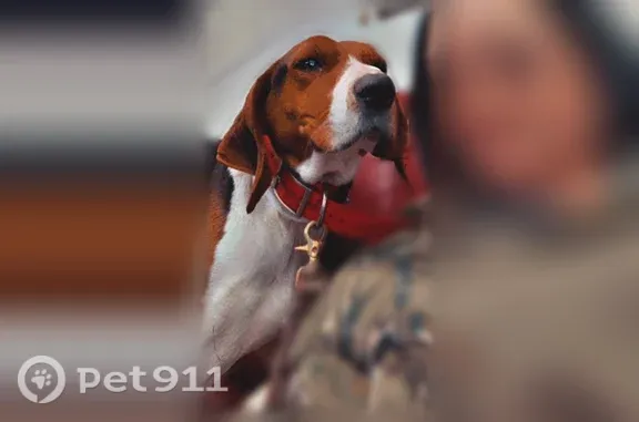 Male treeing walker coonhound brown, black and white. He got off of his runner and has been missing since 2 PM today. He has a white collar on with my name and phone number.