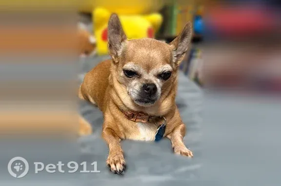 Lost dog, North Timothy Lane, 1642, Wichita - photo