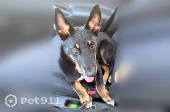 Found dog, Lake Terrace, 10409...