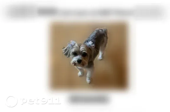 Lost dog, Rixie Road, 4807, North Little Rock - female Maltese, white, 10 lbs - photo