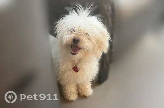 Lost dog, Tempe - photo