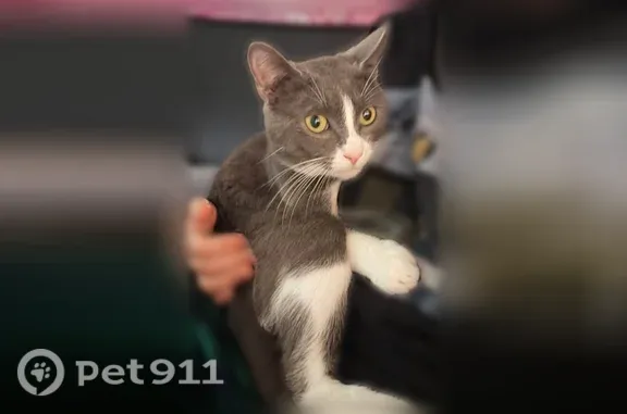 Lost cat, North 67th East Avenue, 1527, Tulsa — grey and white, skittish - photo