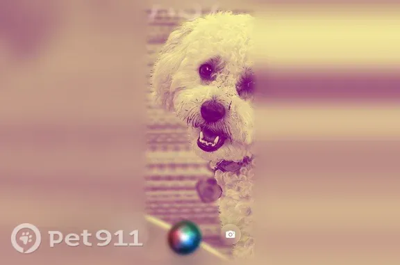 Lost dog, Robinson Avenue, 543, Barberton, Rochester — female Havapoo with blondish white curls - photo