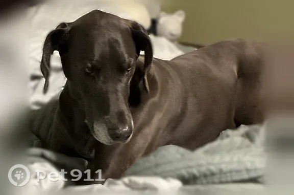 Lost dog, Old Swamp Road, South Carolina, Atlanta — female Great Dane with white muzzle - photo