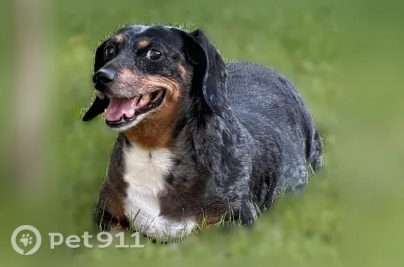 Missing dog Missoula, photo: Lost Dog, Excalibur Way, 5027, Lolo, Missoula — male Miniature Schnauzer