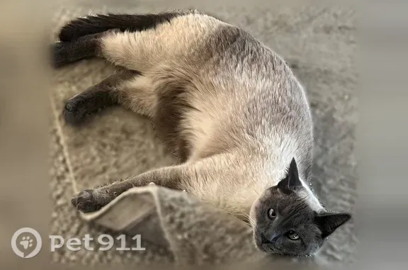 Lost cat, Standifer Gap Road, 8106, Chattanooga — microchipped - photo
