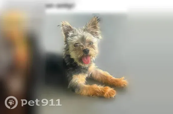 Lost dog, Northwest Esther Avenue, Huntsville - multicolored yorkie, short haircut - photo