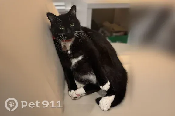 Lost cat, Northeast 15th Avenue, 16501, Ridgefield - tuxedo cat with gloved paws - photo