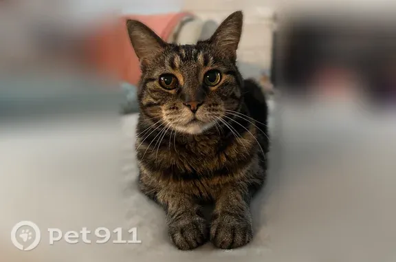 Missing cat Boise, photo: Lost cat, South Pond Street, 2045, Boise — female, dark gray tabby