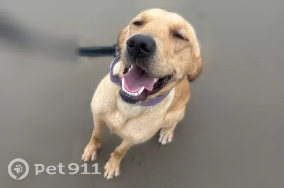 Lost dog, 189th Loop Southwest, 6102, Rochester, Redmond - female - purple collar - photo