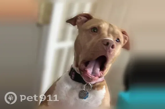 Lost dog, Highridge Avenue, Dayton - female, tan and white, blind in left eye - photo