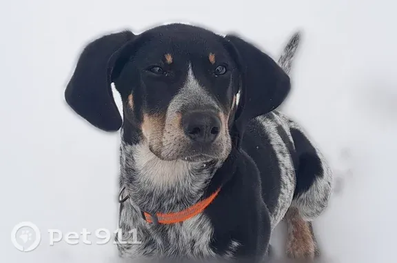 Lost dog, East Damascus Church Road, Bobo, Ranger — male, orange collar - photo