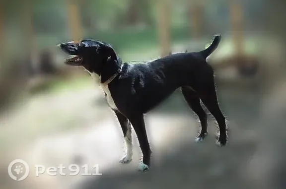 Lost dog, Family Acres Lane, 939, Ranger - female, pink collar - photo