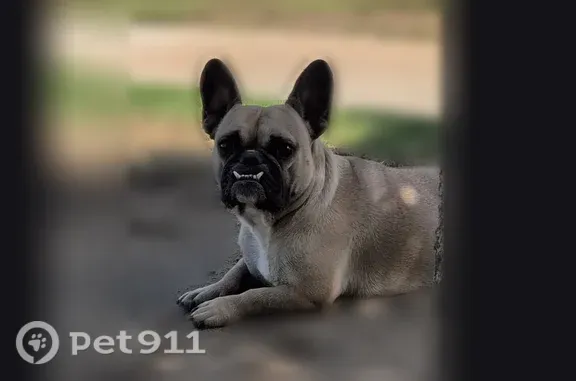 Missing dog Clovis, photo: Lost dog, Minnewawa Avenue, 3190, Clovis, Rocklin — female, black mask face, lower overbite