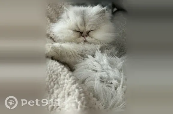 Lost cat, Irene Avenue, 11168, Warren — male neutered white small Persian with blue eyes - photo