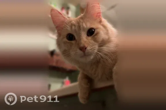 Missing cat Davison, photo: Lost cat, Cedar Drive, 6162, Cass City, Davison - male, orange coat, chipped ear