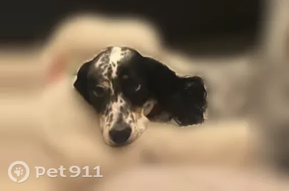 Lost dog, Crouse Road, 9600, Hartland Township, Hartland - female English setter Jasmine - photo