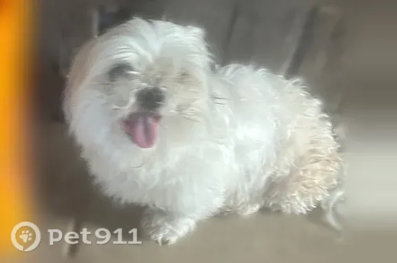 Found dog, Old Plank Road, Jac...