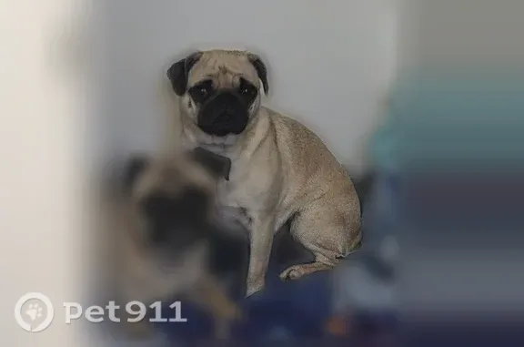 Lost dog, Cottonwood Avenue, 22055, Moreno Valley - female - photo