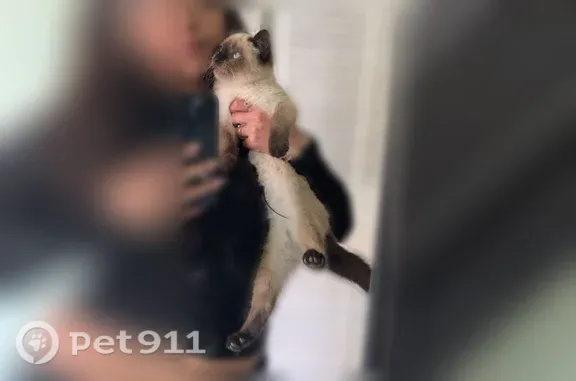 Lost cat, Ordra Street, 154, Duson - sweet, small, scared of loud noises - photo
