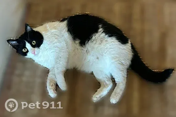 Lost cat, Avenida Munoz, 14244, Riverside, Arlington - female, black and white, medium short hair - photo