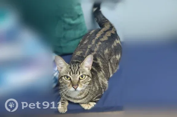 Lost cat, Southeast 85th Place, 17705, Ocklawaha - Bengal, chipped and spayed - photo