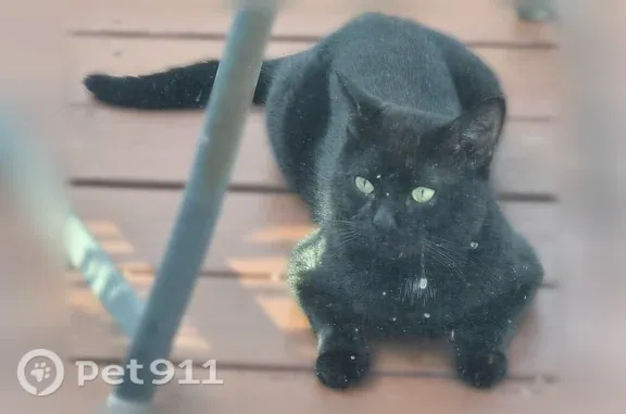 Found cat, Benedict Street, Ea...