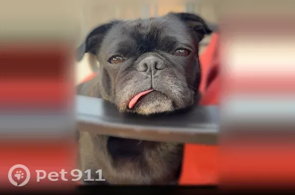 Missing dog Phoenix, photo: Lost dog, South 54th Lane, 6204, Phoenix - female, all black pug