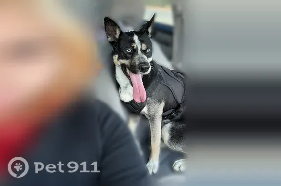 Missing dog Denver, photo: Lost dog, West Kentucky Avenue, 3130, Denver - male