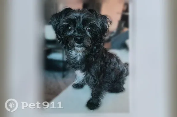Black with white spot on chin and chest. About 10 lbs
