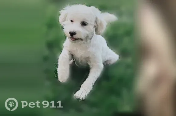 Lost dog, Gidda Loop, 554, Yuba City - female puppy - photo