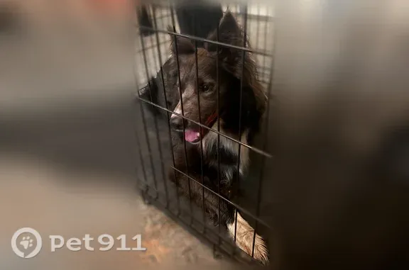 Found dog, Sapphire Cove, 8341...