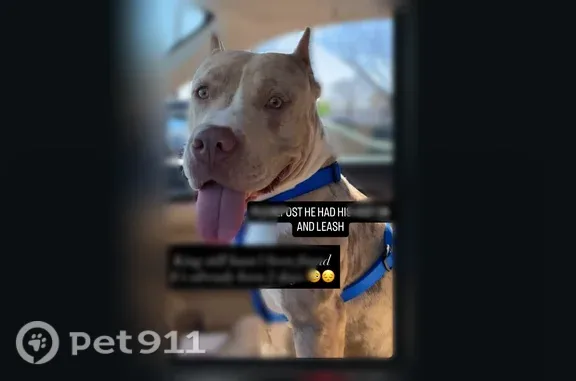 Lost dog, Broadway Boulevard, 2716, Garland - blue harness - photo