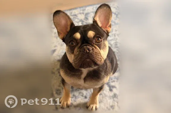 Lost dog, 179th Street Court East, 2105, Spanaway - female - photo