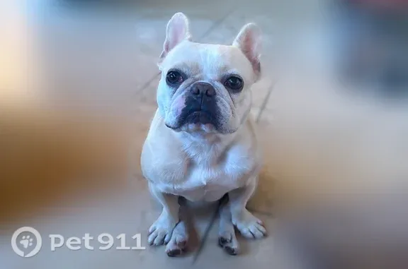 Lost dog, East 2nd Street, 210, Kansas City - female - photo